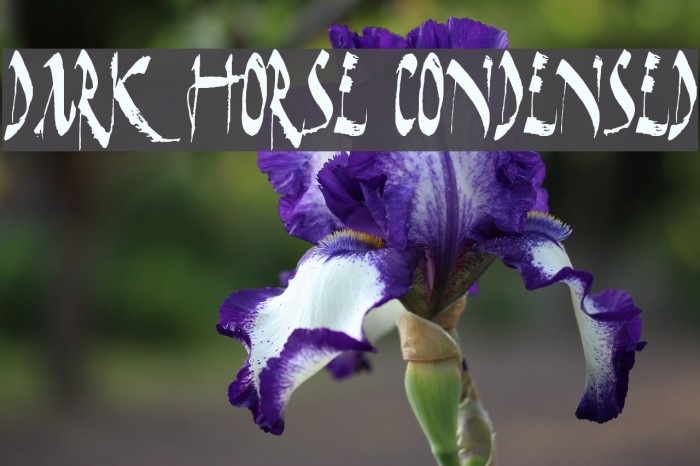 Dark Horse Condensed Font examples