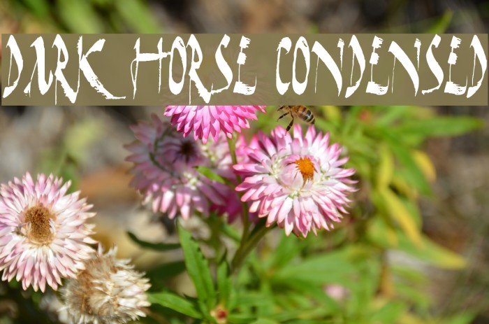 Dark Horse Condensed Font examples