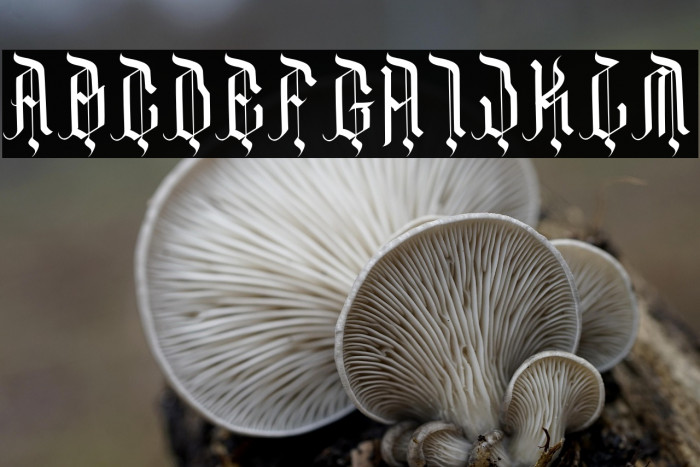 DarkFamily Example 2