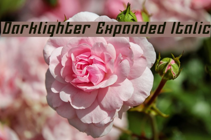 Darklighter Expanded Italic Example 1