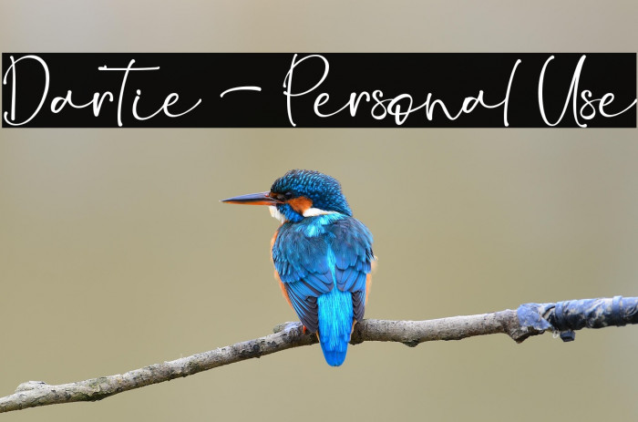 Dartie - Personal Use Example 2