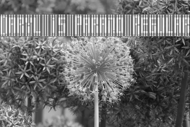 Daryl is Parano Regular Font examples