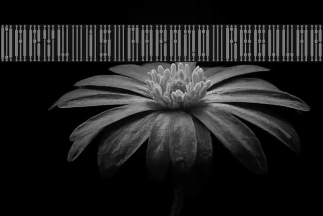 Daryl is Parano Regular Font examples