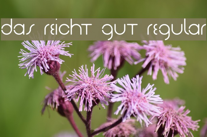 Das Reicht Gut Regular フォント examples