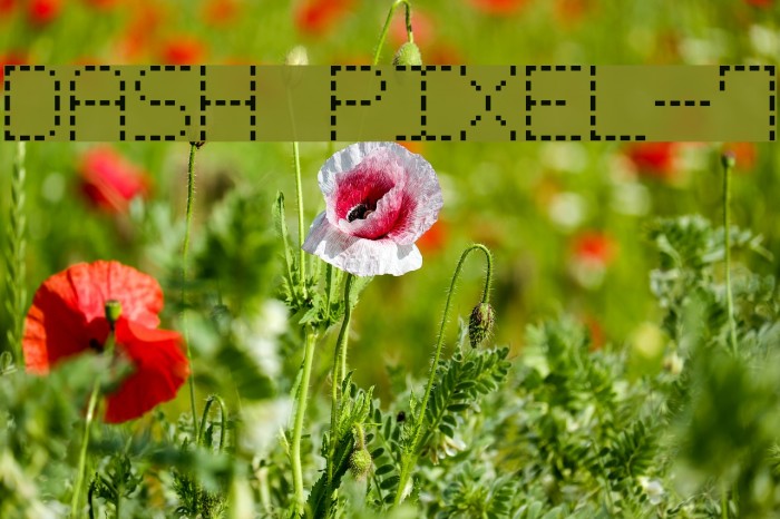 Dash Pixel-7 Font examples