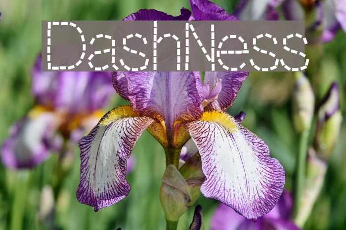 DashNess Font examples