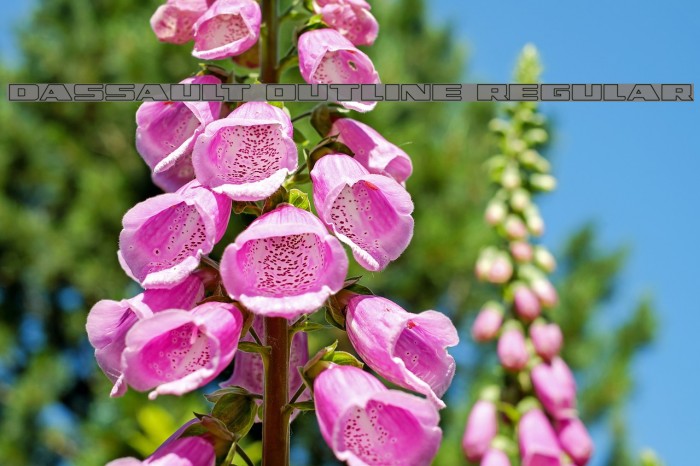 Dassault Outline Regular Example 3