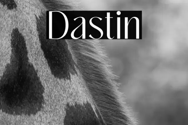 Dastin Font examples