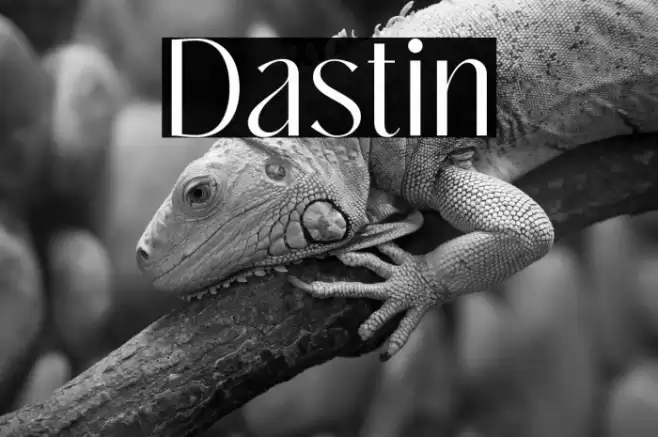 Dastin Font examples