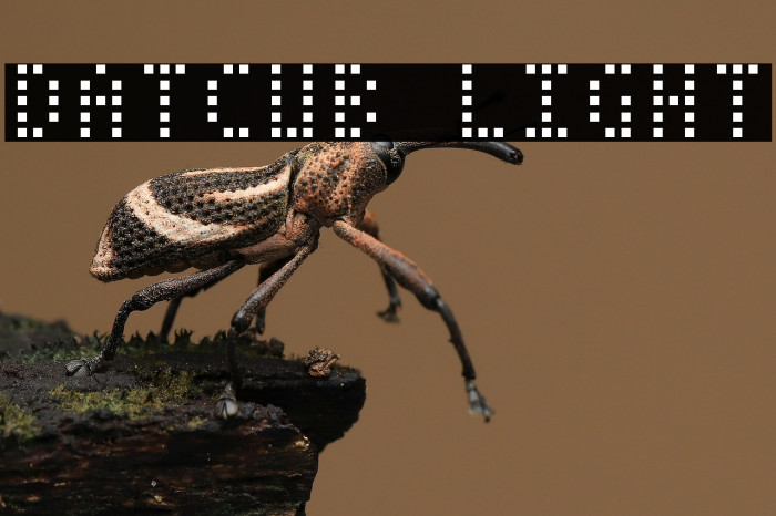 DatCub Light Example 2