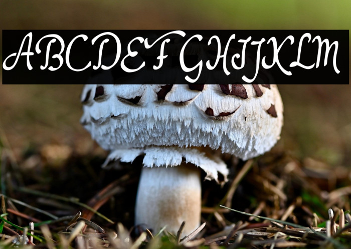 Dathyn Demo Example 1