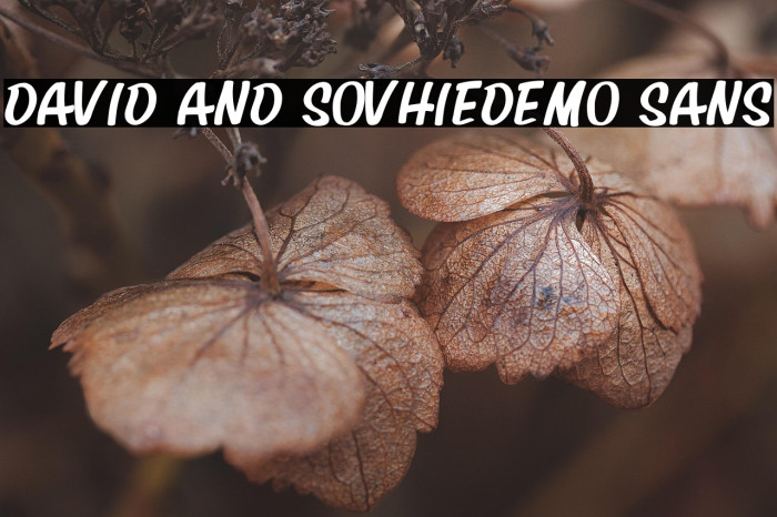 David And SovhieDEMO Sans Example 2