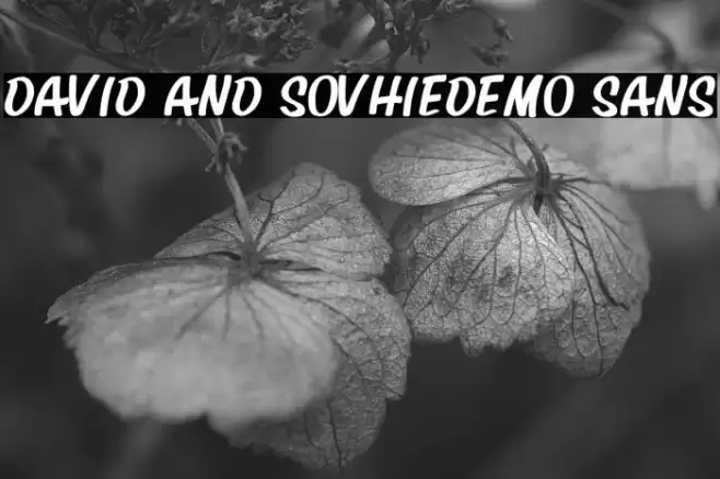 David And SovhieDEMO Sans Font examples