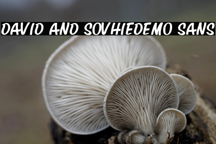 David And SovhieDEMO Sans Example 3