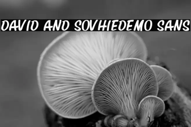 David And SovhieDEMO Sans Font examples