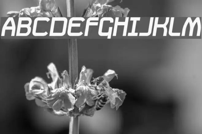 Daville Slanted Font examples