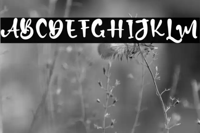 Davin Boys Font examples