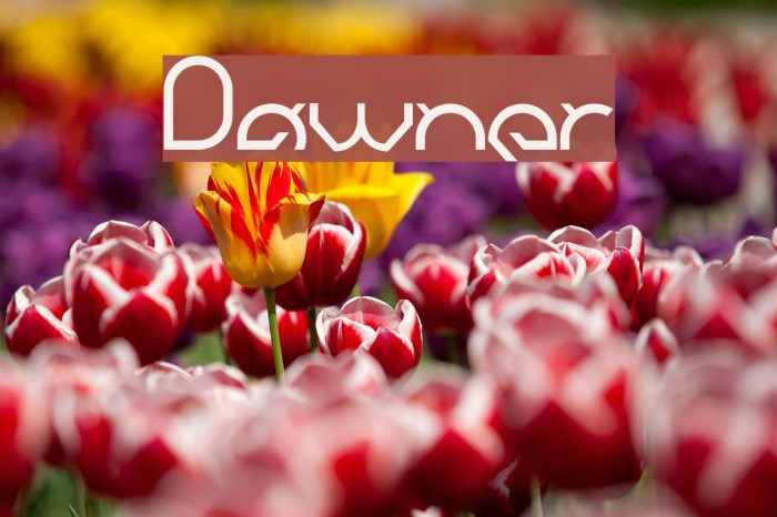 Dawner Font examples