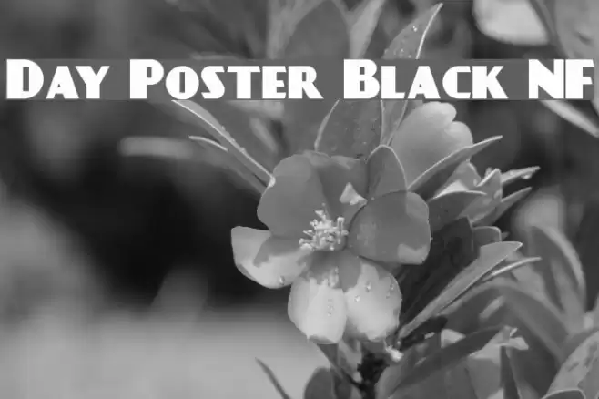 Day Poster Black NF Font examples