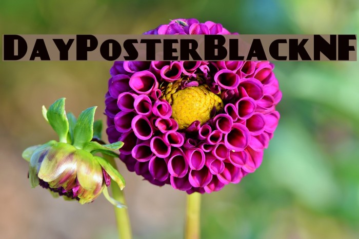 DayPosterBlackNF Example 2