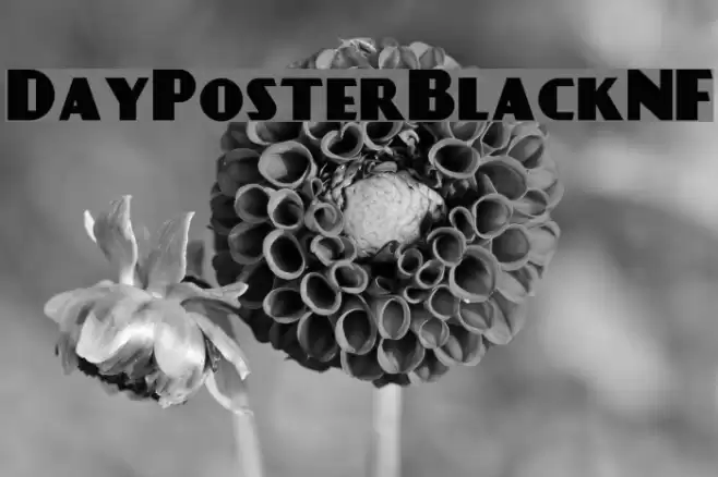 DayPosterBlackNF Font examples