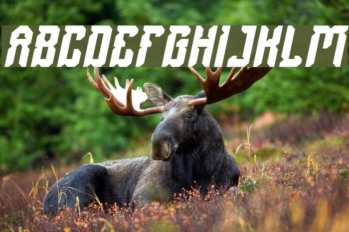 Dayak Shield Bold Italic Font examples