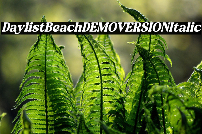 Daylist Beach DEMO VERSION Italic Example 3