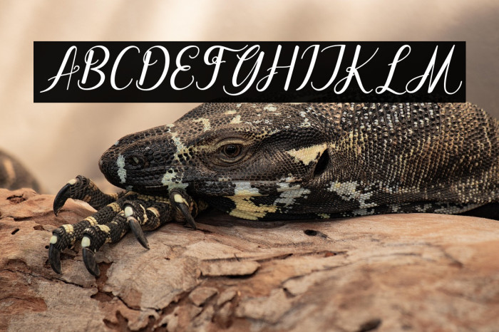 dahliaScript-Italic Example 1