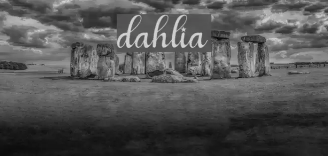 dahlia Font examples