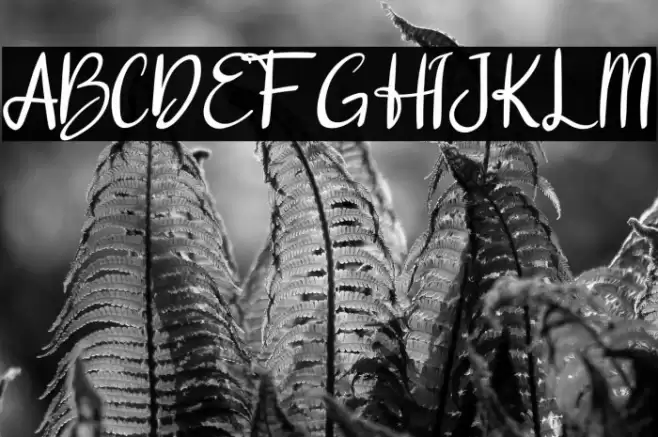 dalena Font examples