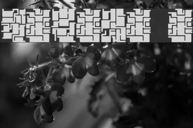 damara a Font examples