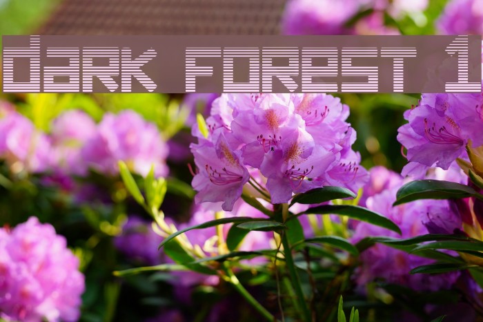 dark forest 1 Example 2