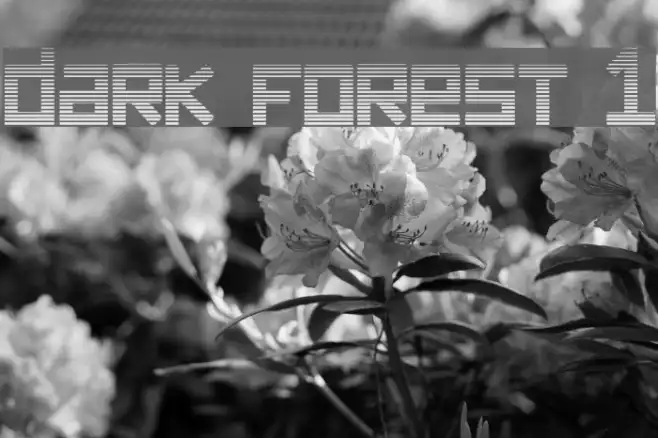 dark forest 1 Example 2