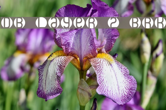 DB Layer 2 BRK Caratteri examples