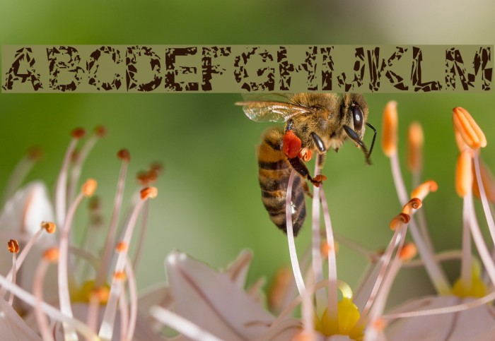 DBE-Oxygen Font examples