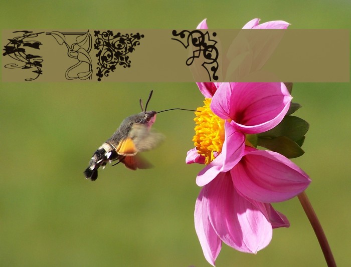 DBL Corners Example 1