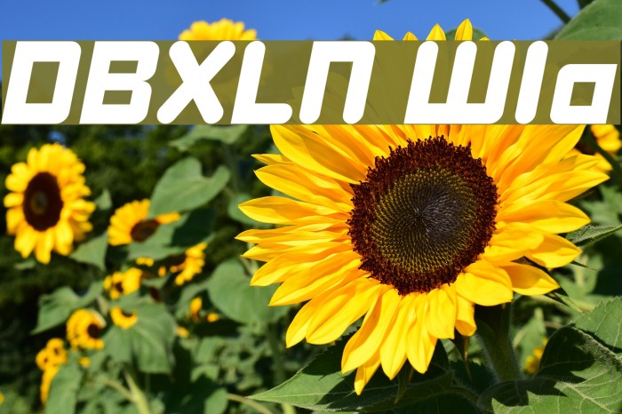 DBXLNightfever WideItalic لخطوط تنزيل examples