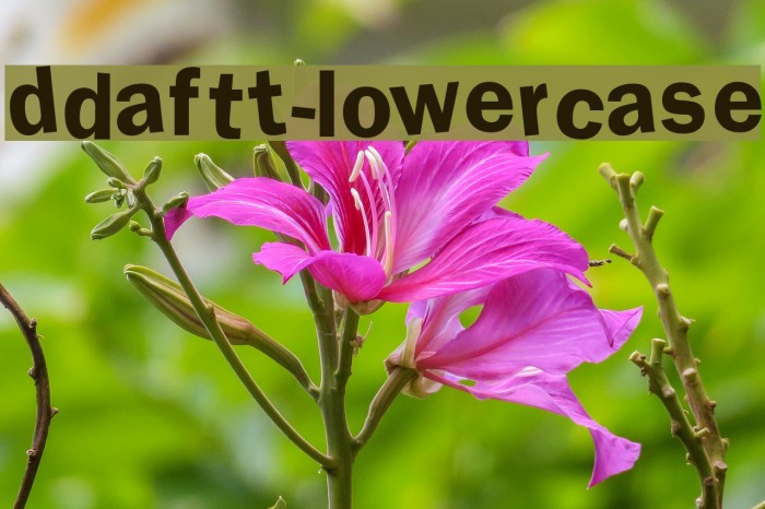 DdaftT-lowercase Fuentes examples