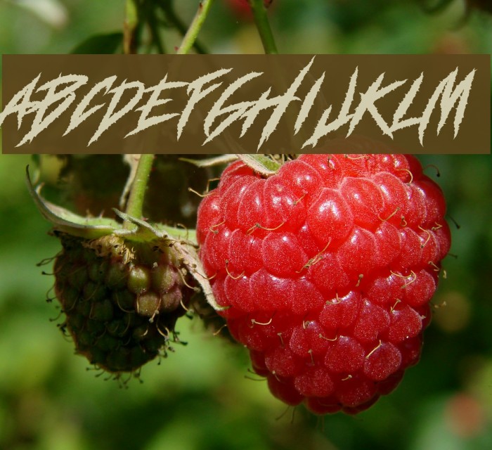 DEADLY CLAWS Font examples