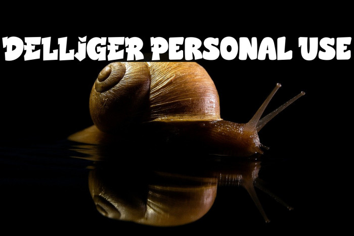 DELLIGER Personal Use Example 2