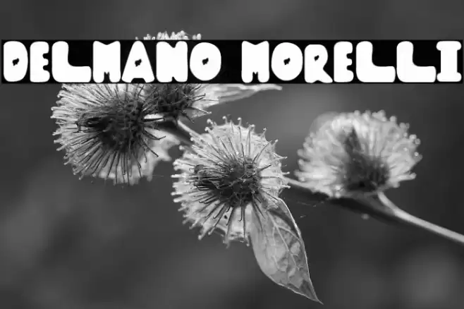 DELMANO MORELLI フォント examples