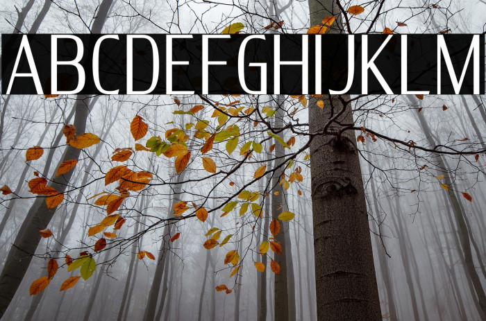 DELUXES BOLD Example 2