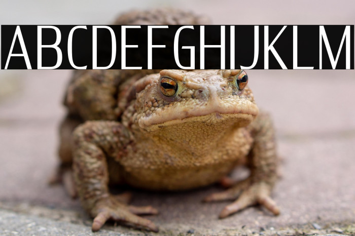 DELUXES BOLD Example 3