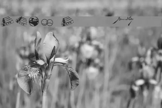 DEVO Dingbats 13 Font examples