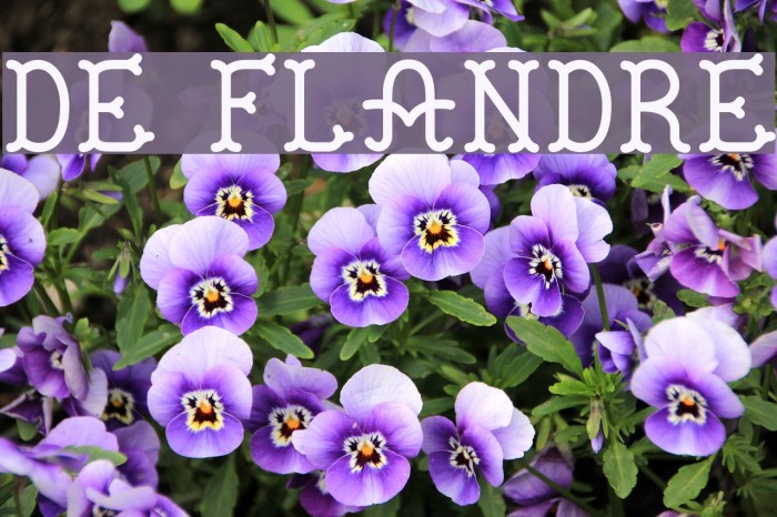 De Flandre Font examples