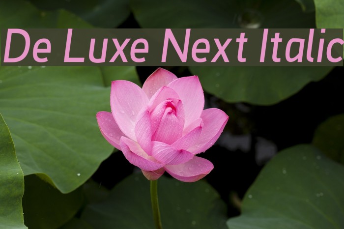 De Luxe Next Italic Font examples
