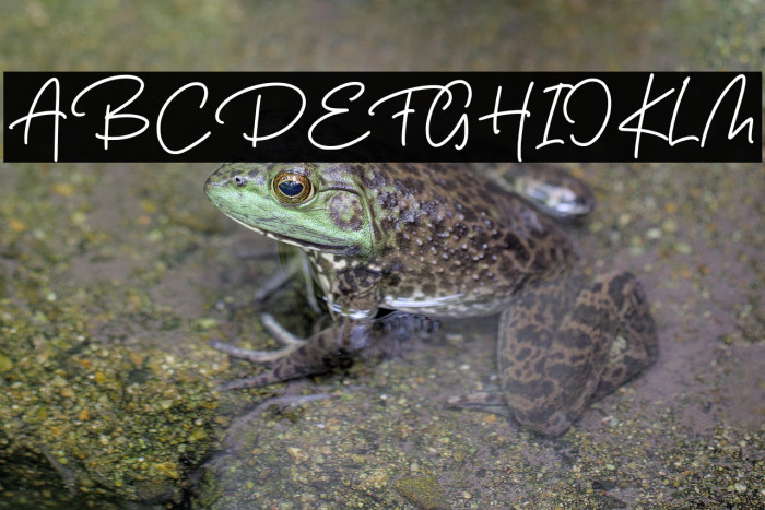 De Orleans Example 2