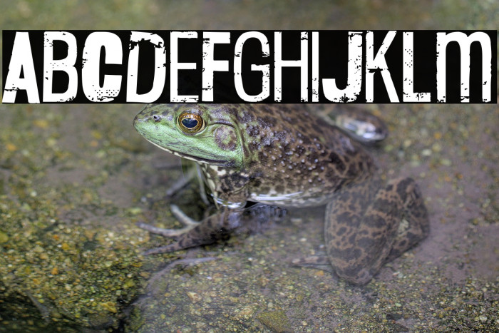 Deacon Flock Example 3