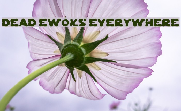 Dead Ewoks Everywhere Font examples
