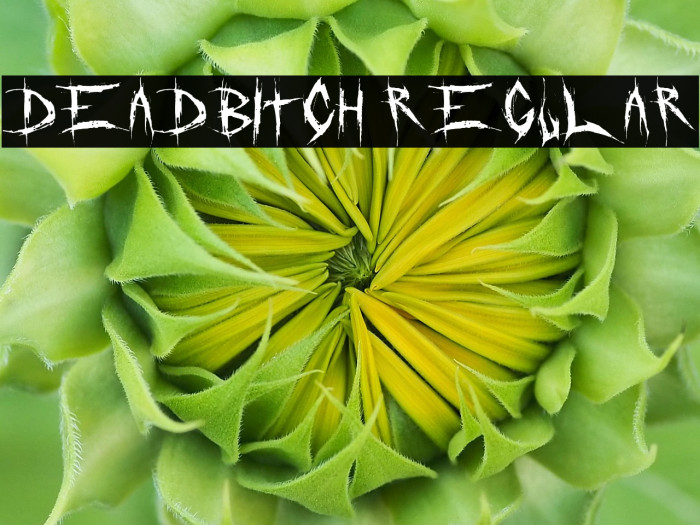 DeadBitch Regular Example 1